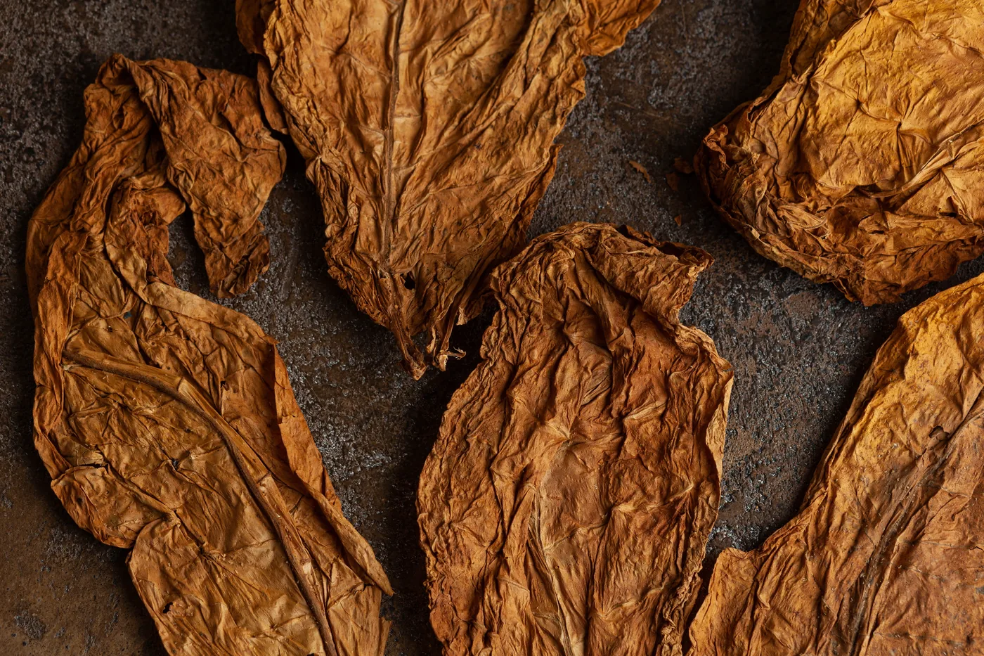 Tobacco plants in a field